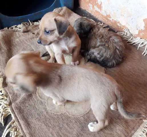 Cachorro ra a vira lata idade Abaixo de 2 meses nome Vc escolhe nome