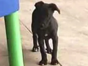 Cachorro raça SRD idade 2 a 6 meses nome Belinha