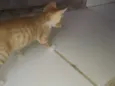 Os gatos então sei n