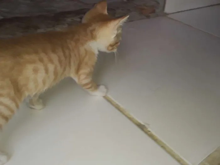 Gato ra a Comum idade Abaixo de 2 meses nome Os gatos então sei n