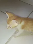 Os gatos então sei n