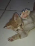 Os gatos então sei n