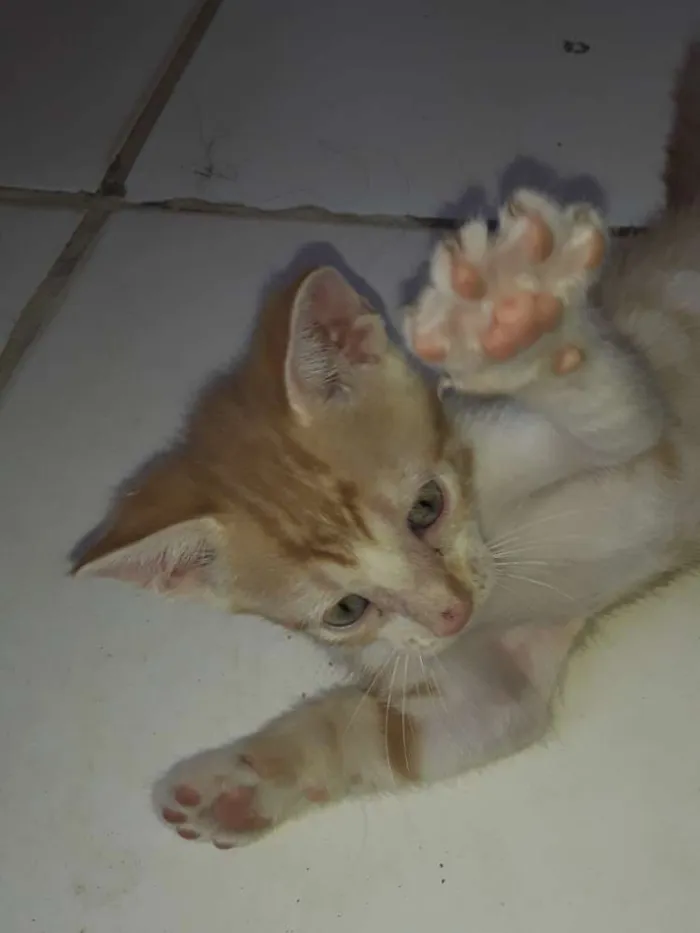 Gato ra a Comum idade Abaixo de 2 meses nome Os gatos então sei n