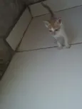 Os gatos então sei n