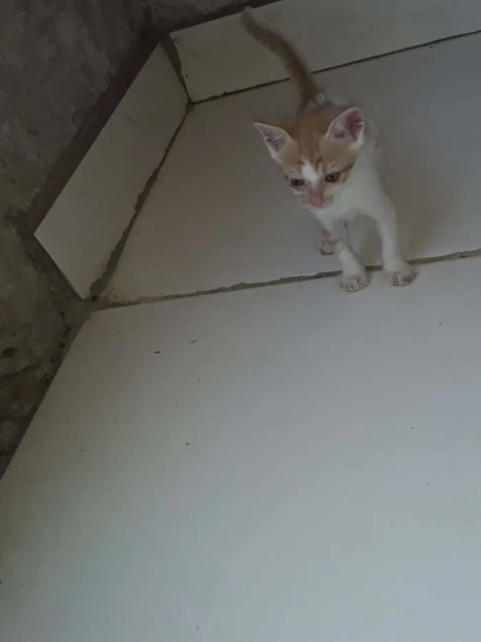 Gato ra a Comum idade Abaixo de 2 meses nome Os gatos então sei n