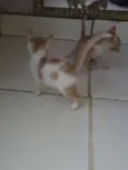 Os gatos então sei n