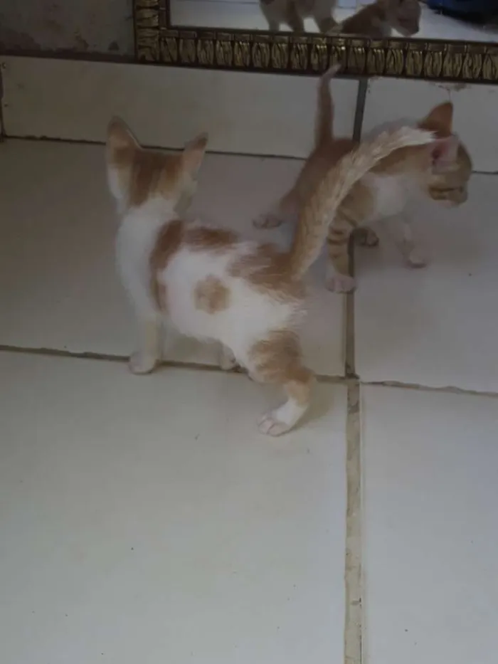 Gato ra a Comum idade Abaixo de 2 meses nome Os gatos então sei n