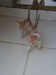 Os gatos então sei n