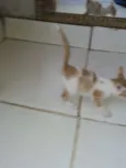 Os gatos então sei n