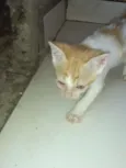 Os gatos então sei n