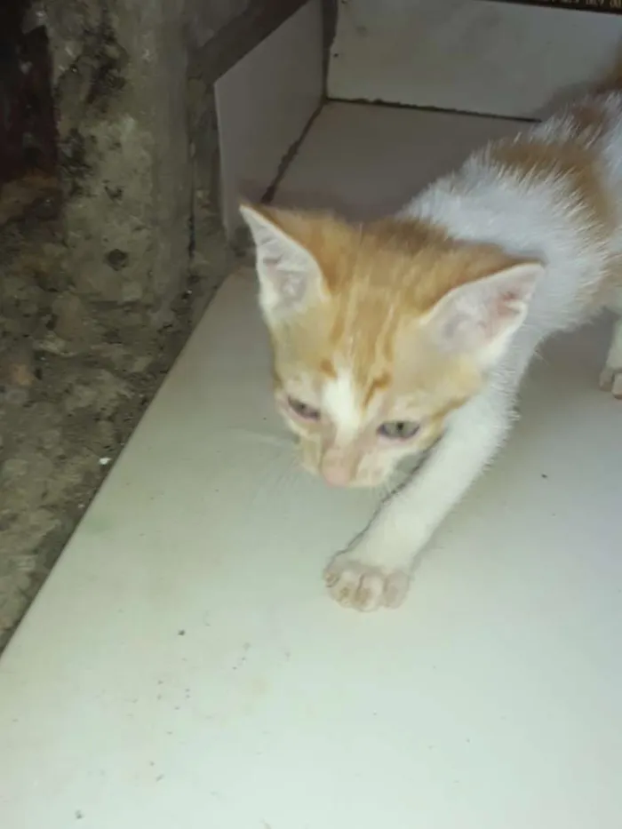 Gato ra a Comum idade Abaixo de 2 meses nome Os gatos então sei n