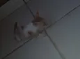 Os gatos então sei n