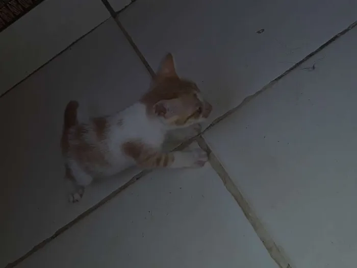 Gato ra a Comum idade Abaixo de 2 meses nome Os gatos então sei n