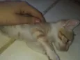 Os gatos então sei n