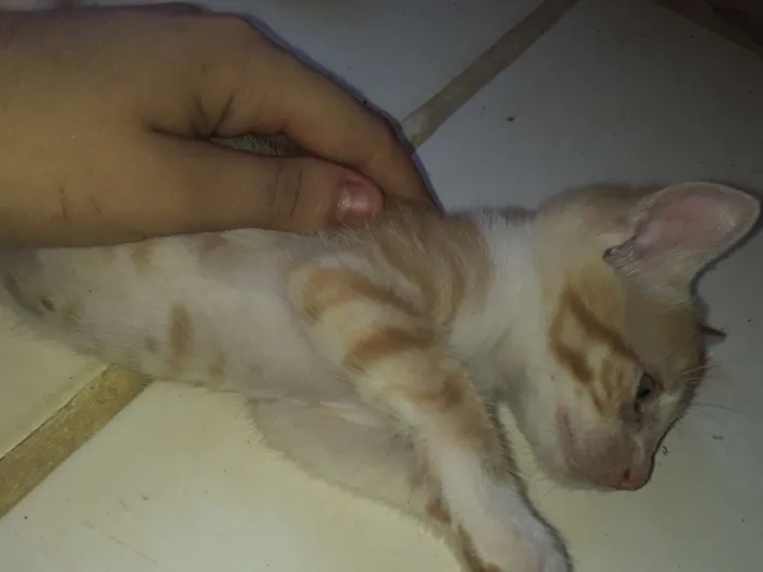 Gato ra a Comum idade Abaixo de 2 meses nome Os gatos então sei n