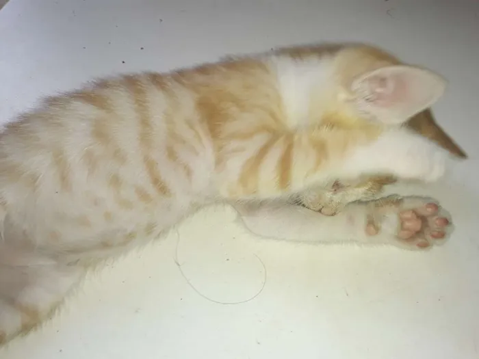 Gato ra a Comum idade Abaixo de 2 meses nome Os gatos então sei n