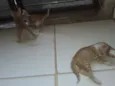 Os gatos então sei n