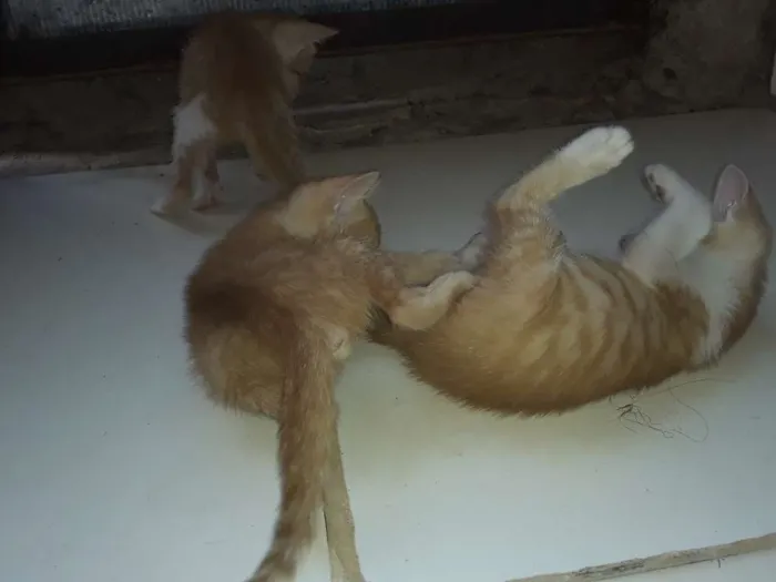 Gato ra a Comum idade Abaixo de 2 meses nome Os gatos então sei n