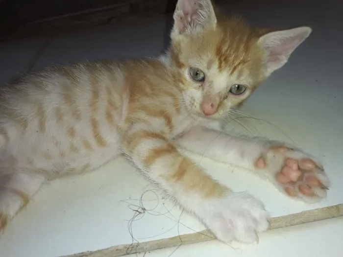 Gato ra a Comum idade Abaixo de 2 meses nome Os gatos então sei n