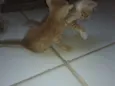 Os gatos então sei n