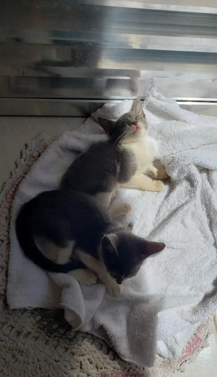Gato ra a SRD idade 2 a 6 meses nome ESTRELA