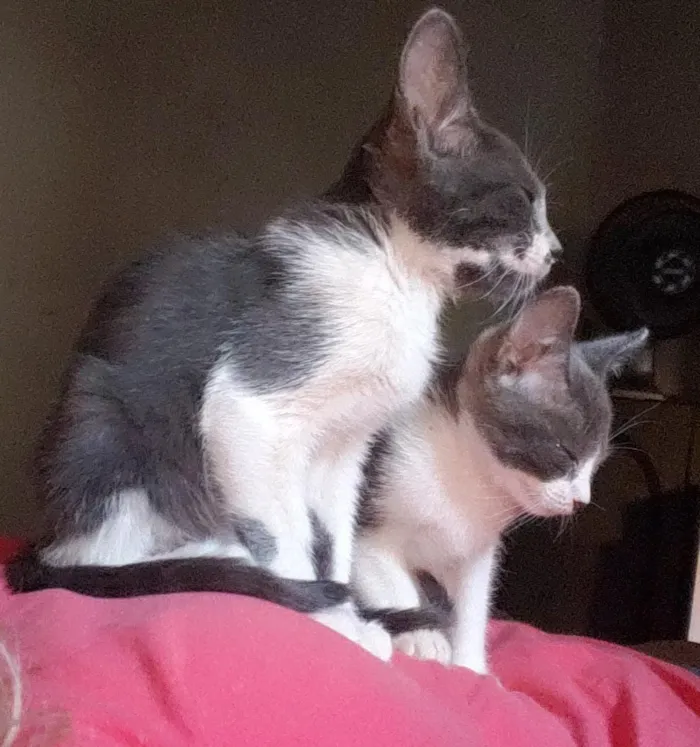 Gato ra a SRD idade 2 a 6 meses nome ESTRELA