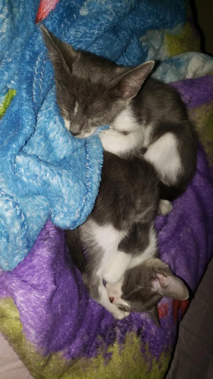 Gato ra a SRD idade 2 a 6 meses nome ESTRELA