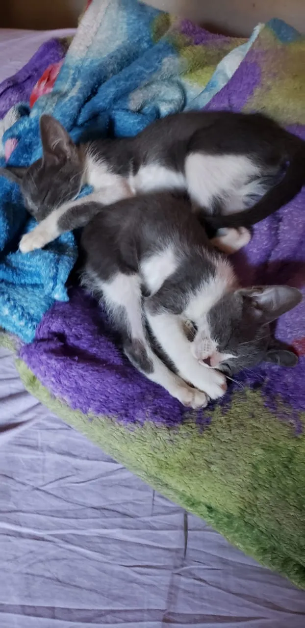 Gato ra a SRD idade 2 a 6 meses nome ESTRELA