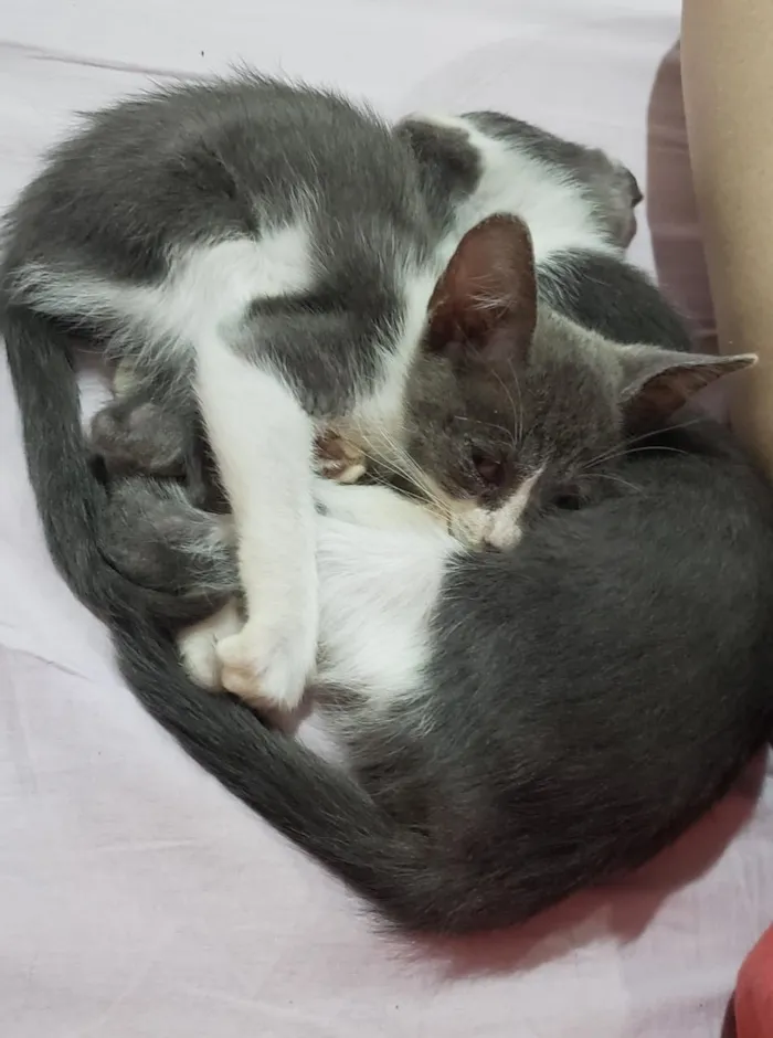 Gato ra a SRD idade 2 a 6 meses nome ESTRELA
