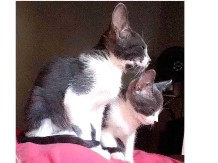 Gato ra a SRD idade 2 a 6 meses nome ESTRELA