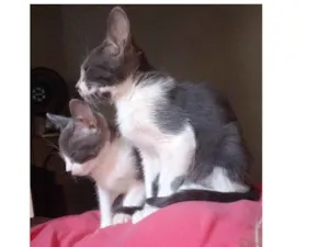 Gato raça SRD idade 2 a 6 meses nome TROVAO