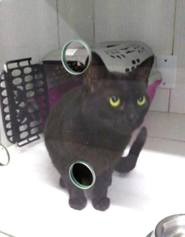 Gato ra a SRD idade 2 anos nome Rita