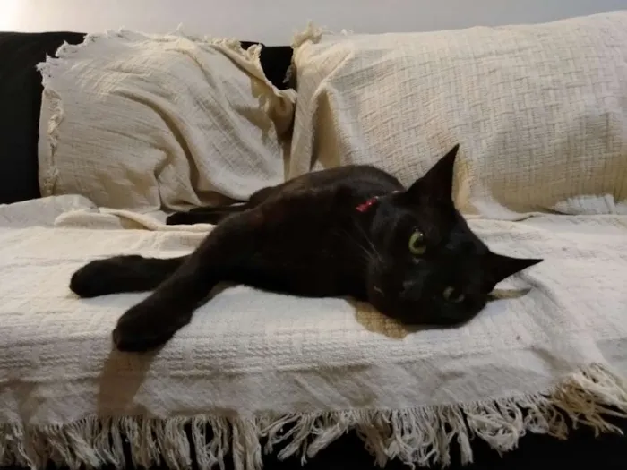 Gato ra a SRD idade 2 anos nome Rita