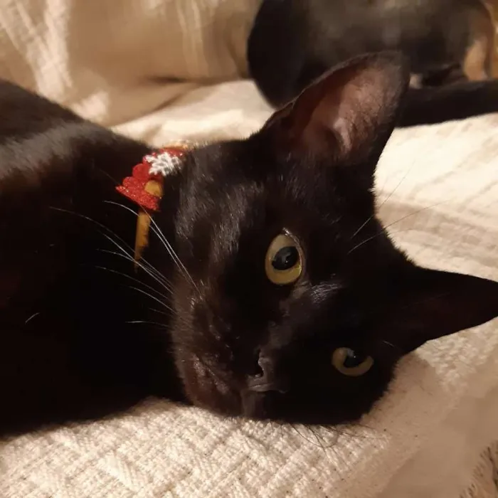 Gato ra a SRD idade 2 anos nome Rita