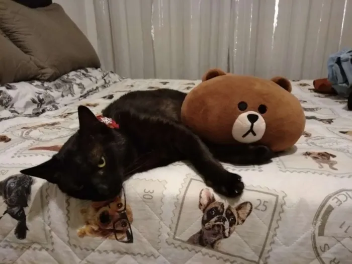 Gato ra a SRD idade 2 anos nome Rita