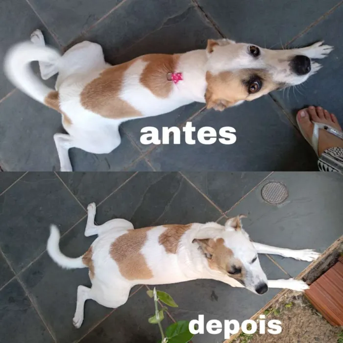 Cachorro ra a Srd idade 1 ano nome Manu
