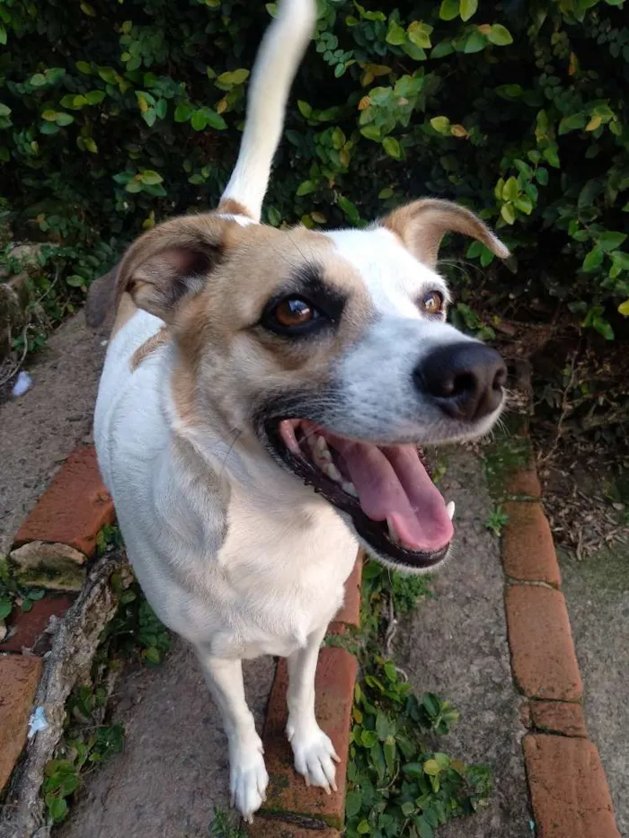 Cachorro ra a Srd idade 1 ano nome Manu