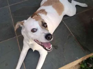Cachorro raça Srd idade 1 ano nome Manu