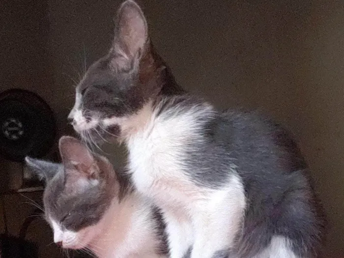Gato ra a SRD idade 2 a 6 meses nome ESTRELA