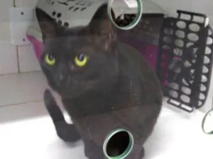 Gato raça SRD idade 2 anos nome Rita