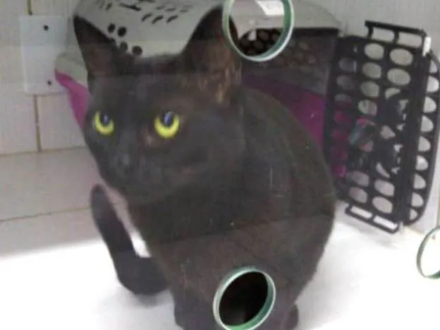 Gato ra a SRD idade 2 anos nome Rita