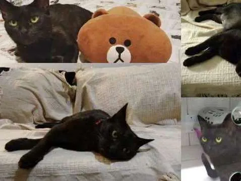 Gato ra a SRD idade 2 anos nome Rita