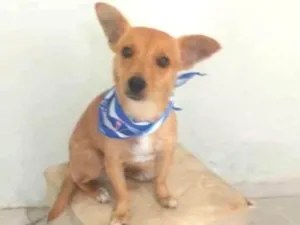 Cachorro raça Srd idade 2 anos nome Luck