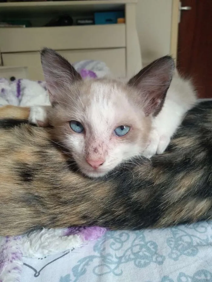 Gato ra a Srd idade 2 a 6 meses nome Rafinha