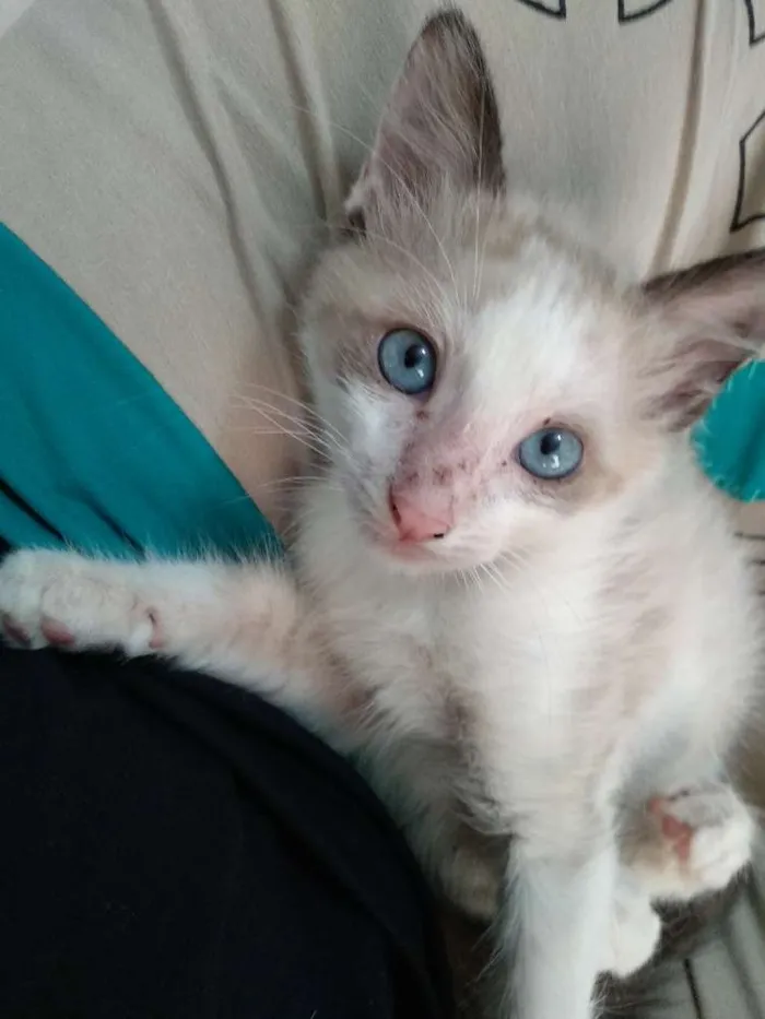 Gato ra a Srd idade 2 a 6 meses nome Rafinha