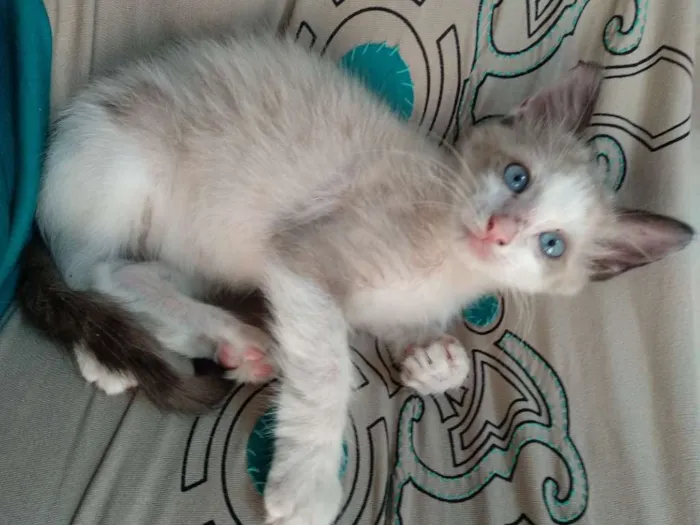 Gato ra a Srd idade 2 a 6 meses nome Rafinha