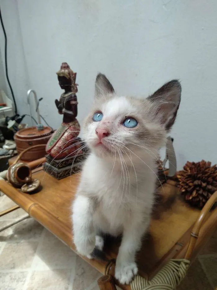 Gato ra a Srd idade 2 a 6 meses nome Rafinha