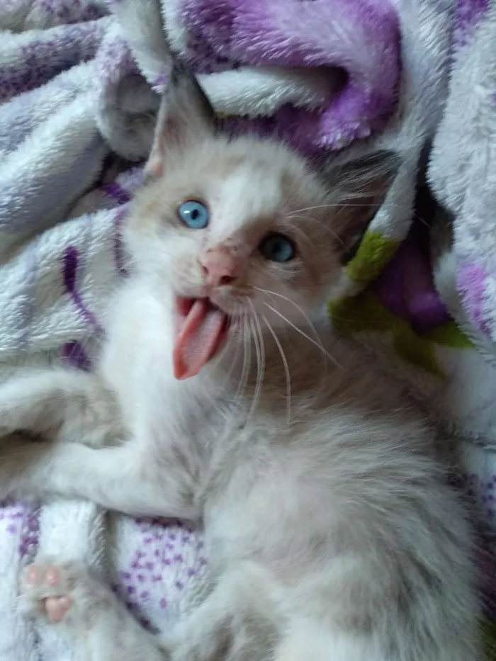 Gato ra a Srd idade 2 a 6 meses nome Rafinha