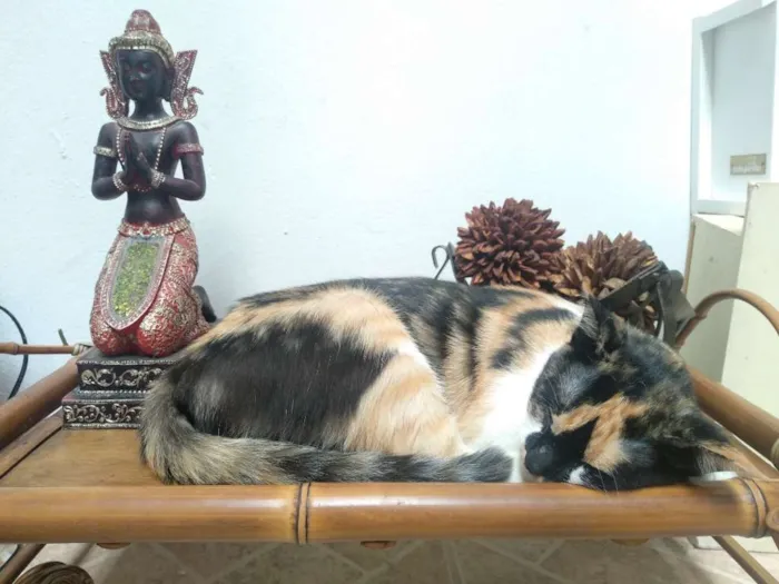 Gato ra a Srd idade 1 ano nome Mimi