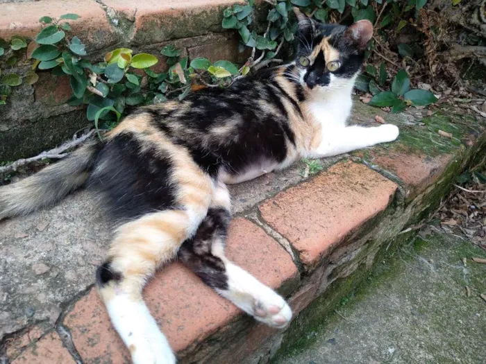 Gato ra a Srd idade 1 ano nome Mimi